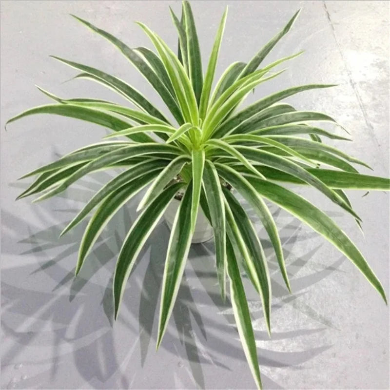 Plantas artificiales de plástico, rama de clorofito, plantas falsas decorativas para el hogar, decoración de mesa en maceta para interiores, sin maceta